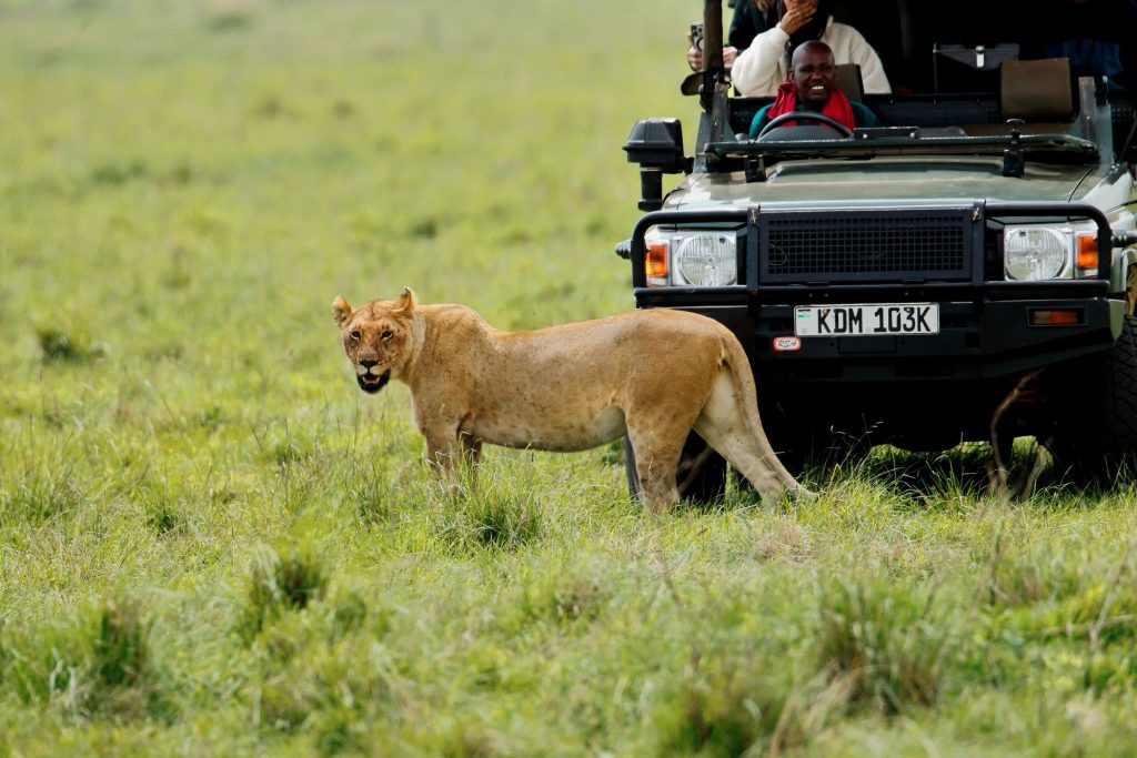 A lioness walking past an open 4x4 safari vehicle on a game drive in the Serengeti plains