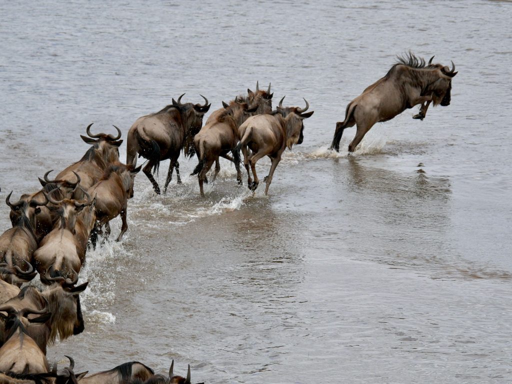 A herd of wildebeest leaping into the water during a Great Migration river crossing in the Serengeti