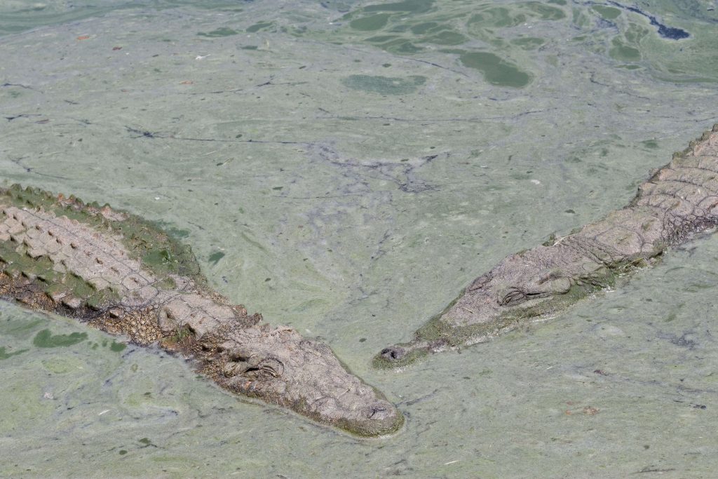 Two large Nile crocodiles swimming in algae-covered river water during the Great Migration in Serengeti.