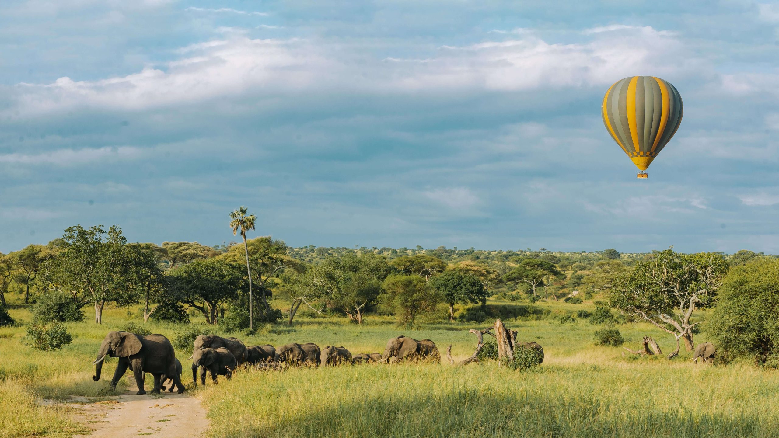 A herd of elephants walking along a dirt trail in a lush, green landscape while a yellow hot air balloon floats above.