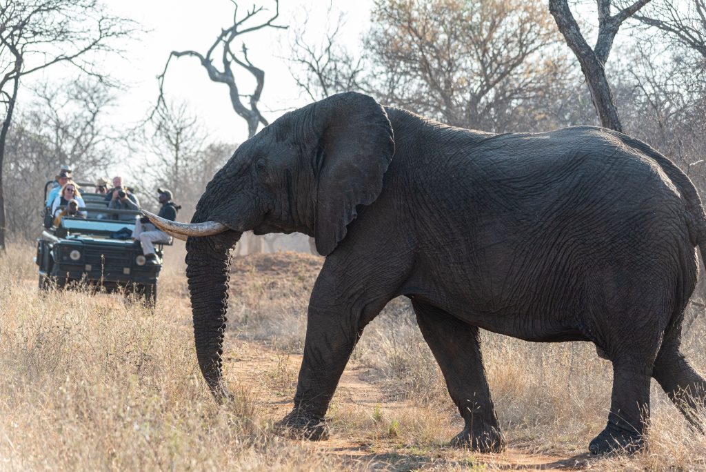 Close-up view of a large African elephant walking past a tourist safari vehicle