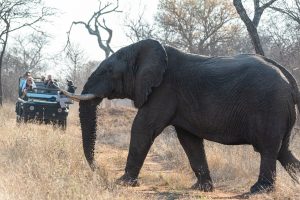 Close-up view of a large African elephant walking past a tourist safari vehicle