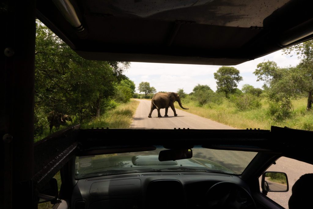 Driver's perspective inside a safari vehicle watching a wild elephant cross a paved park road