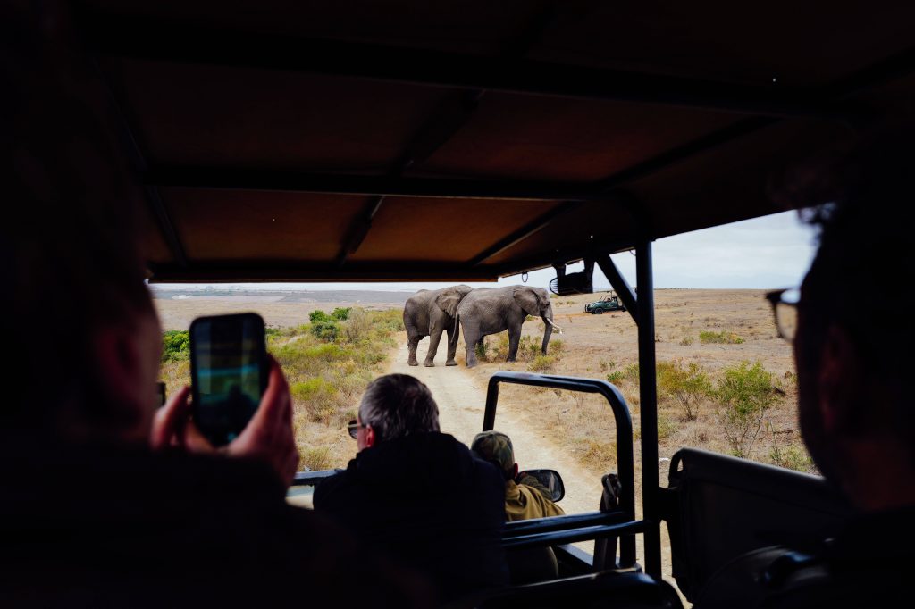 View from inside a safari vehicle as tourists photograph two elephants walking on a dirt road