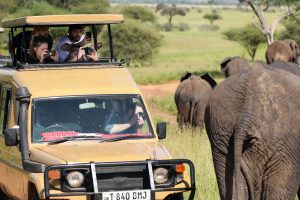 Tourists in a pop-top safari vehicle taking photos of wild elephants in the Serengeti