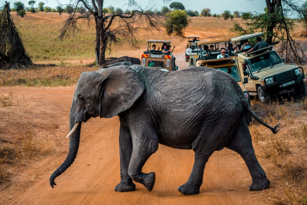 Large African bull elephant crossing a dirt trail in front of a line of safari vehicles