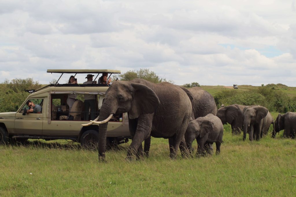 Large African elephant herd walking near a pop-top Land Cruiser safari truck in Tanzania during a Big Five game drive