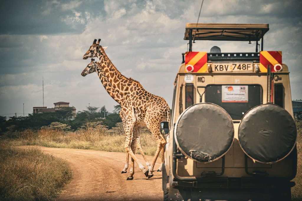 Two giraffes crossing a dirt road directly in front of a 4x4 safari land cruiser