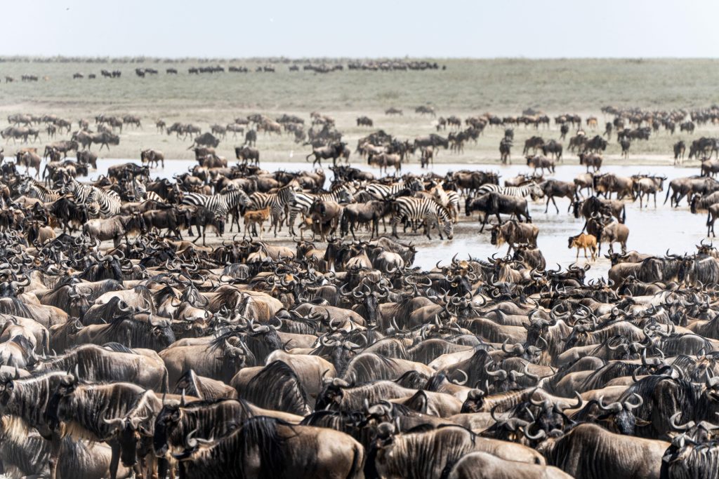 Large herd of wildebeest and zebras gathered along a river during the Great Migration in the Serengeti.