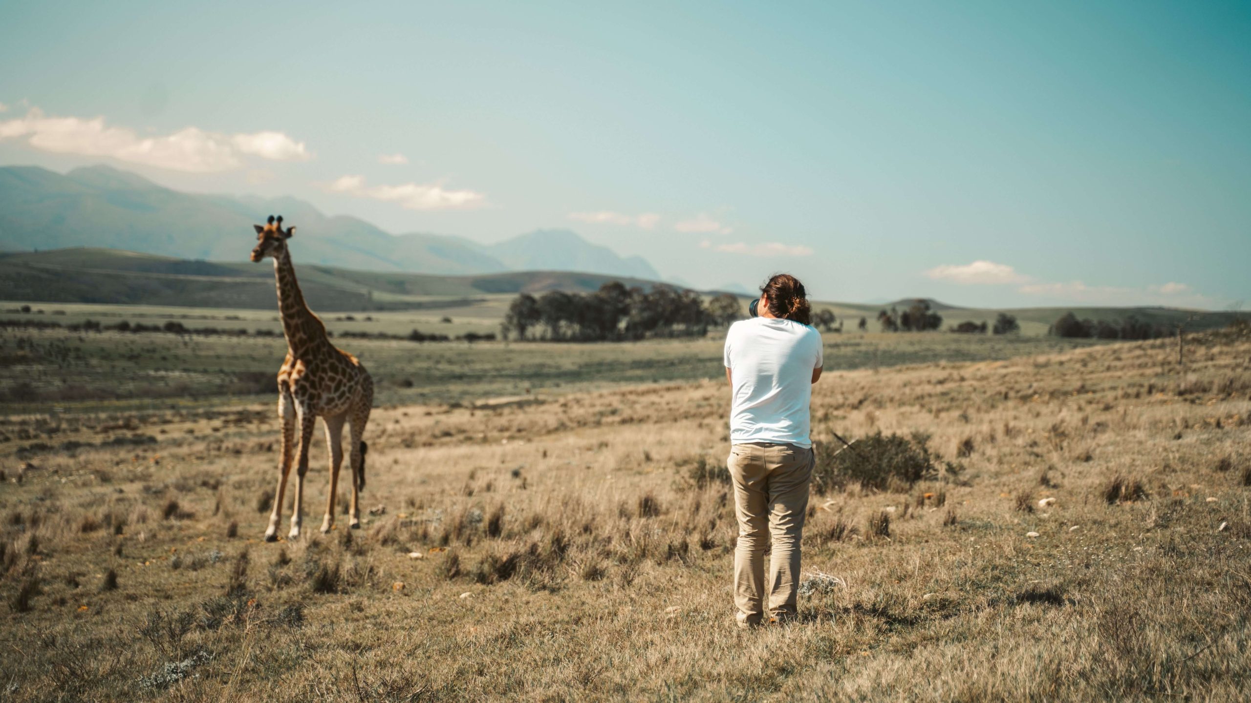 A photographer in a white shirt and beige pants taking a picture of a giraffe standing in an open grass field with rolling hills and mountains in the background.