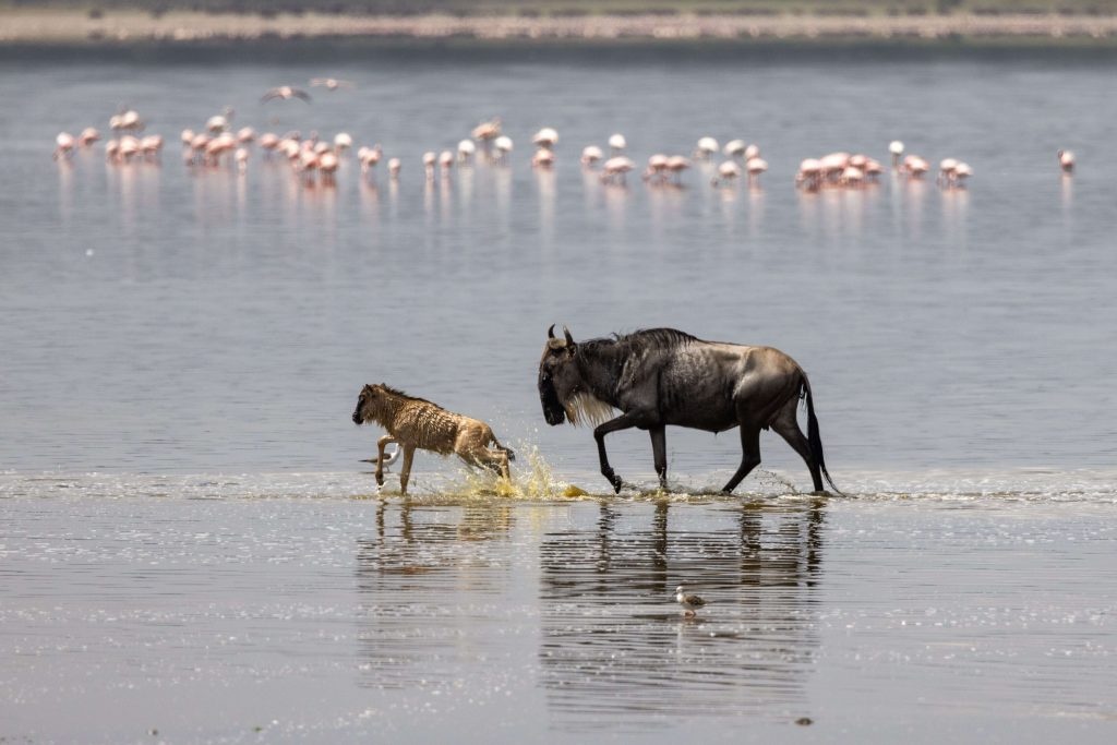 A wildebeest and her young calf wading through shallow water during the Great Migration in Tanzania.