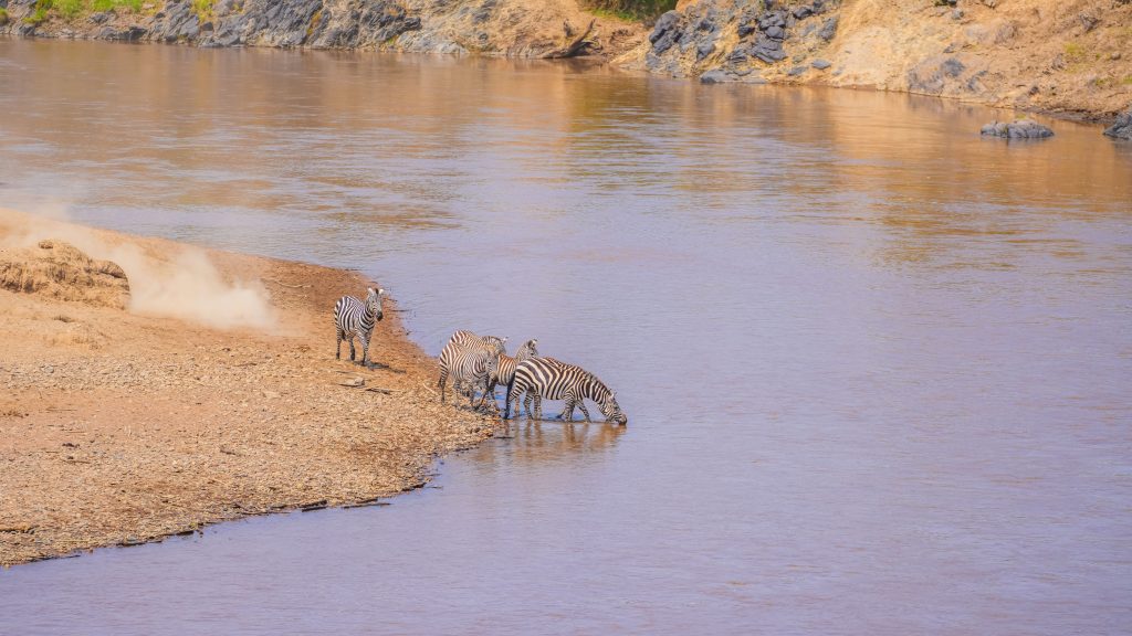 Zebras gathering on a sandy riverbank to drink water during a Serengeti river crossing.