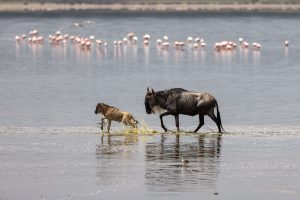 A wildebeest and her young calf wading through shallow water during the Great Migration in Tanzania.