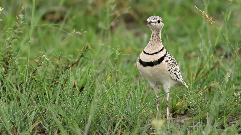 Double-banded courser standing in green grass during a birdwatching safari in the Serengeti.