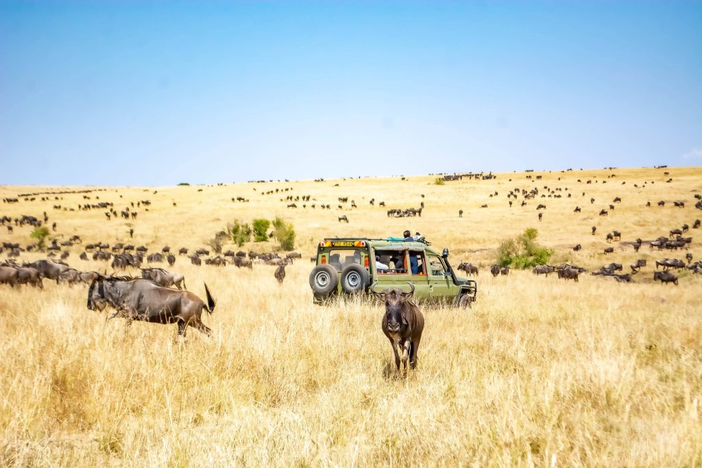 Green safari vehicle surrounded by a herd of wildebeest during the Great Migration in Tanzania
